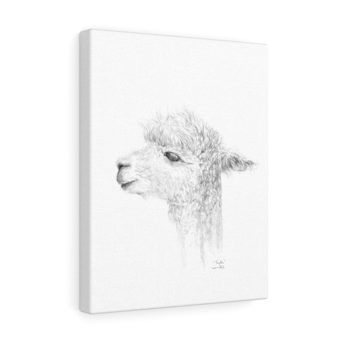 TAYLOR Llama - Art Canvas