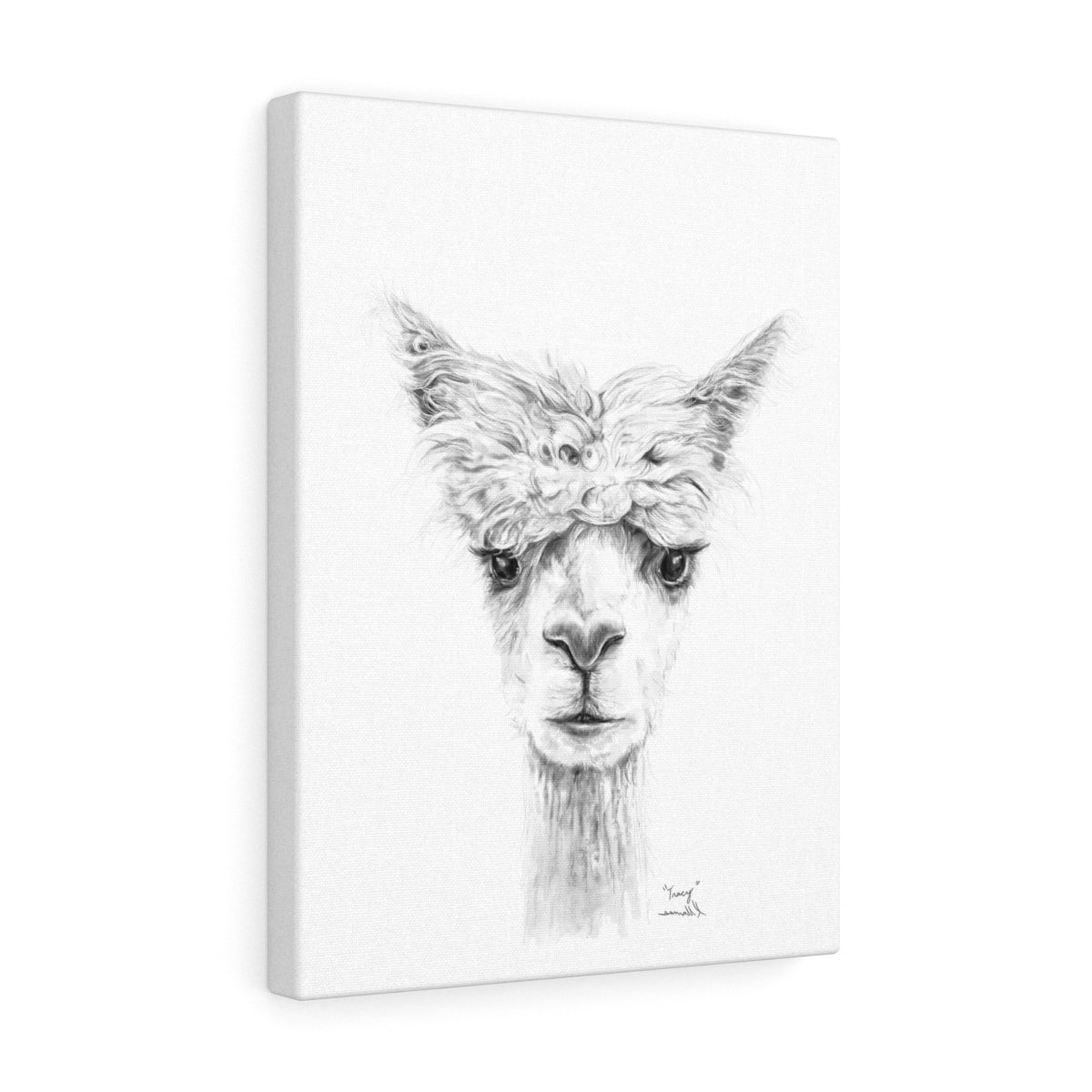 TRACY Llama - Art Canvas