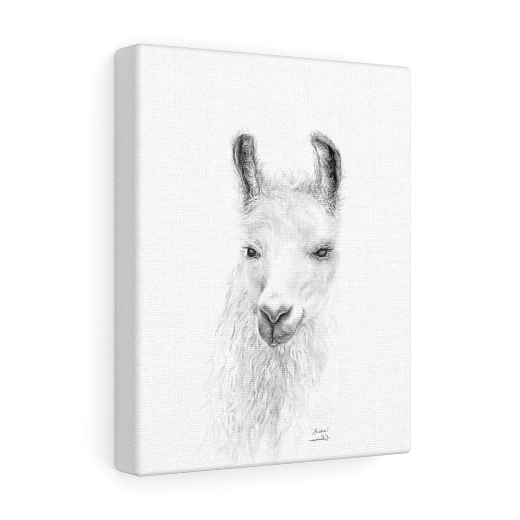 ALISHA Llama - Art Canvas