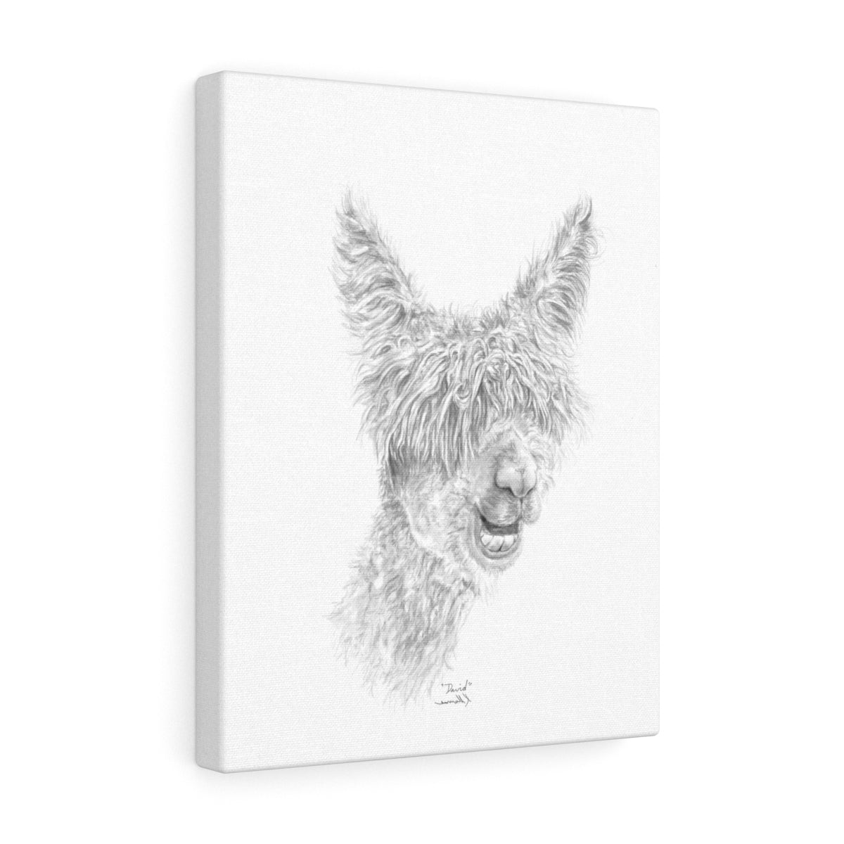 DAVID Llama - Art Canvas