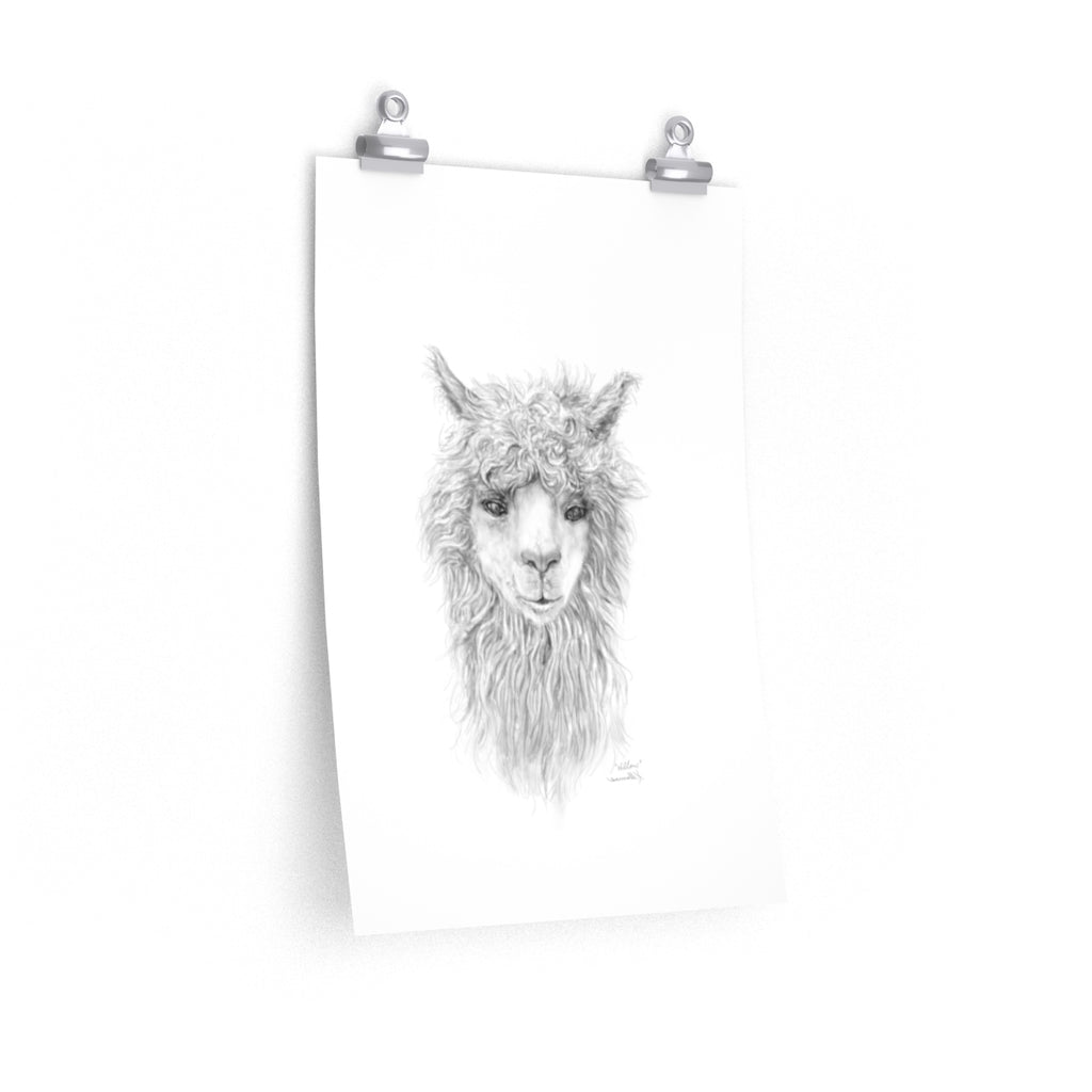 WILLOW Llama- Art Paper Print