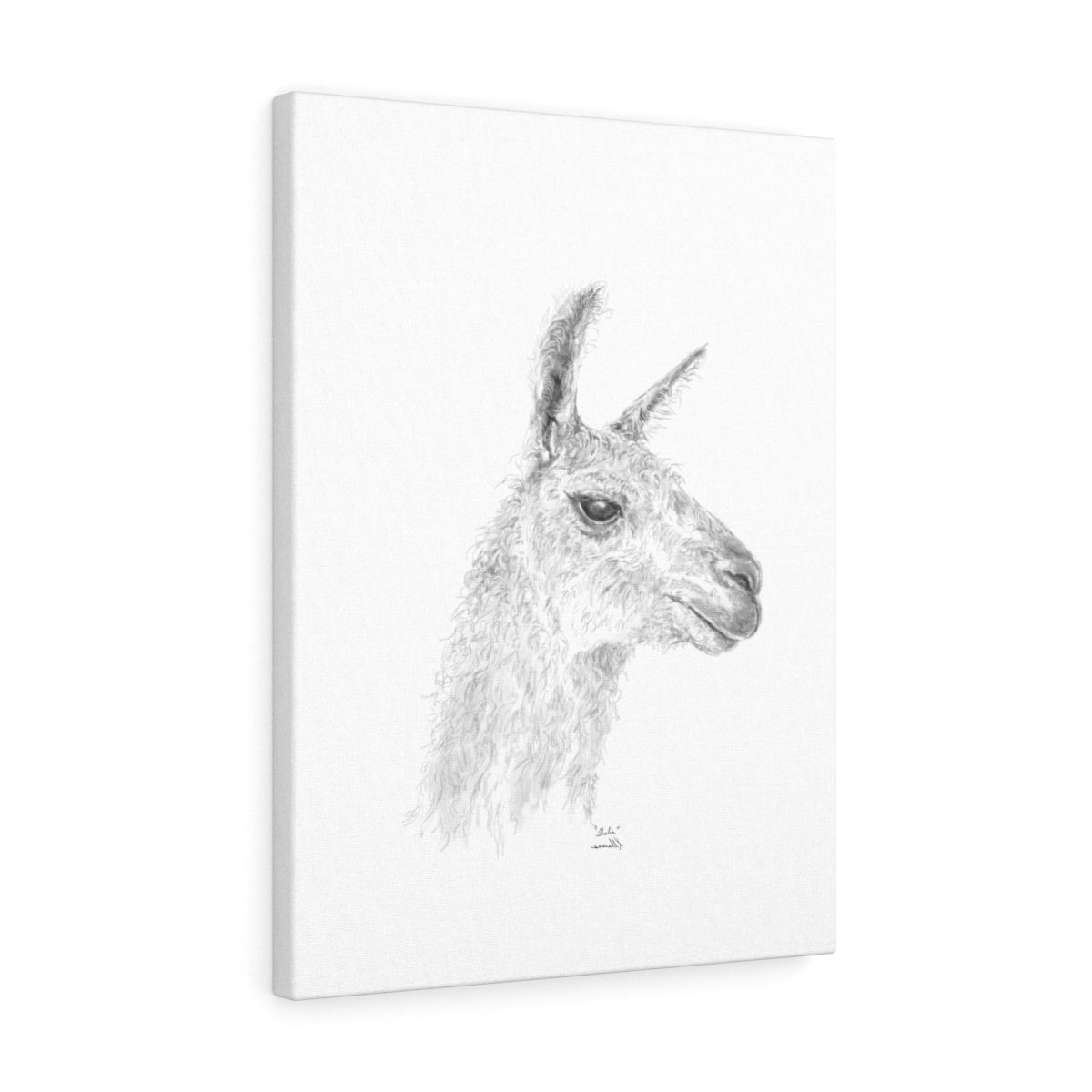 SHELIA Llama - Art Canvas