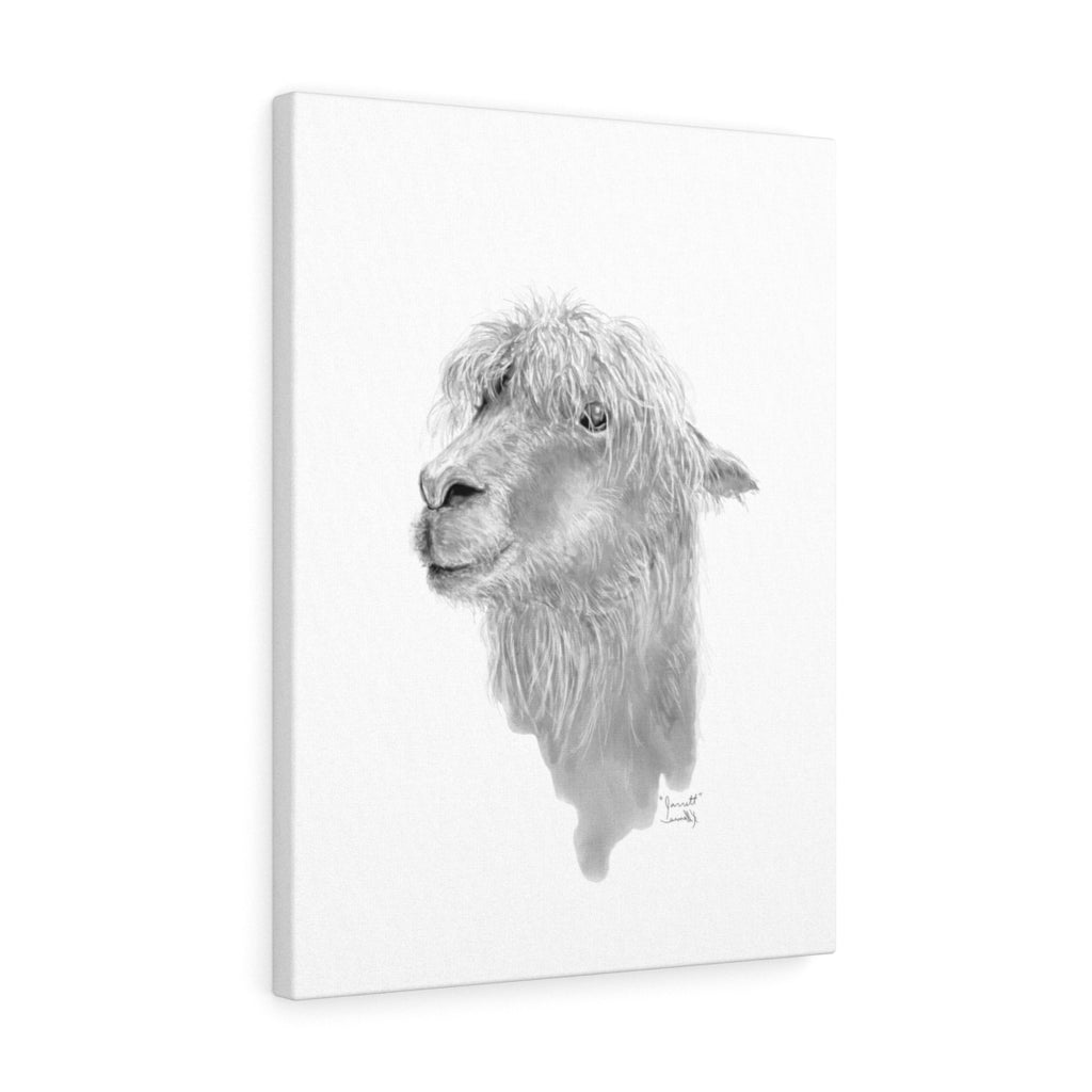 JARRETT Llama - Art Canvas