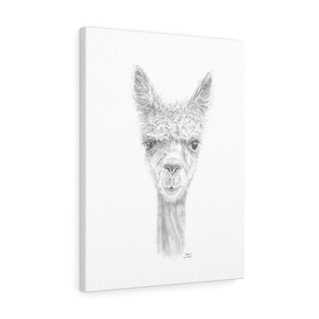 STEPHEN Llama - Art Canvas