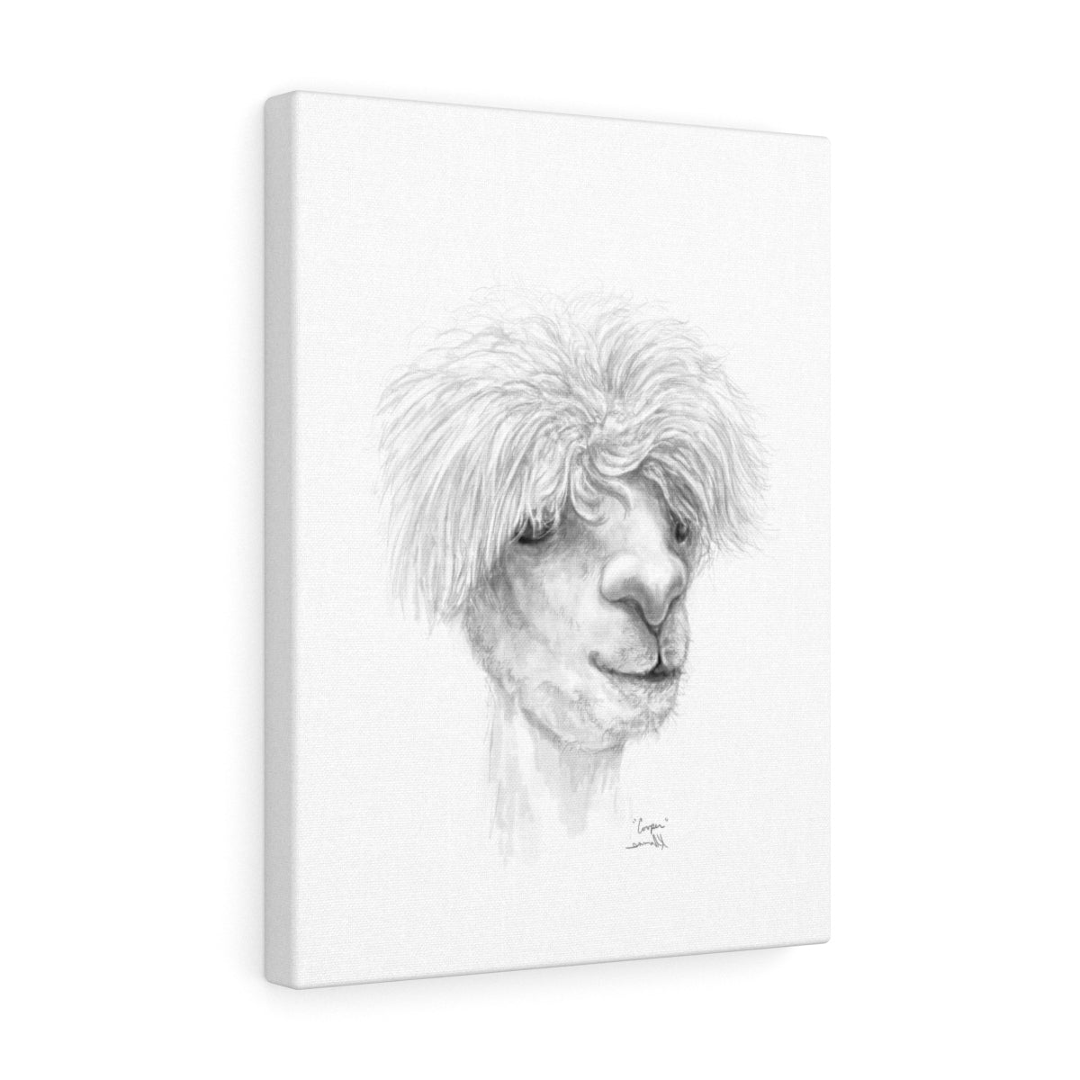 COOPER Llama - Art Canvas