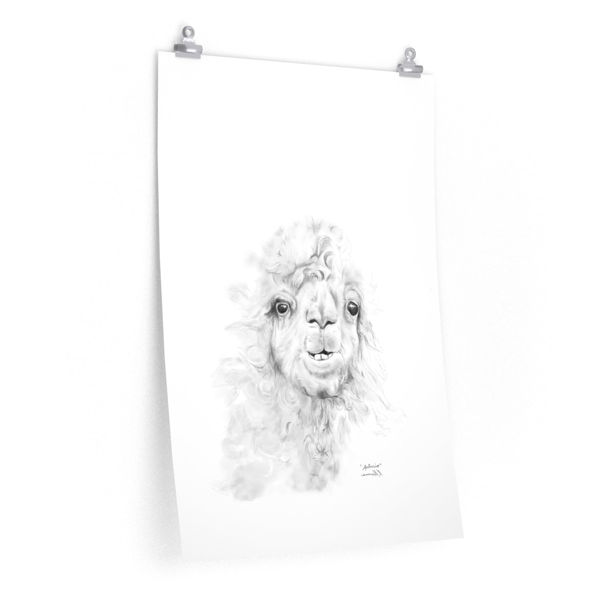 ANTONIO Llama- Art Paper Print