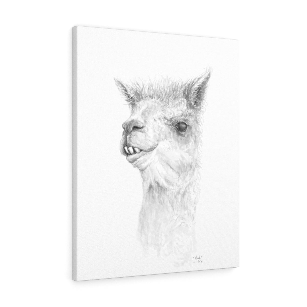 NOAH Llama - Art Canvas