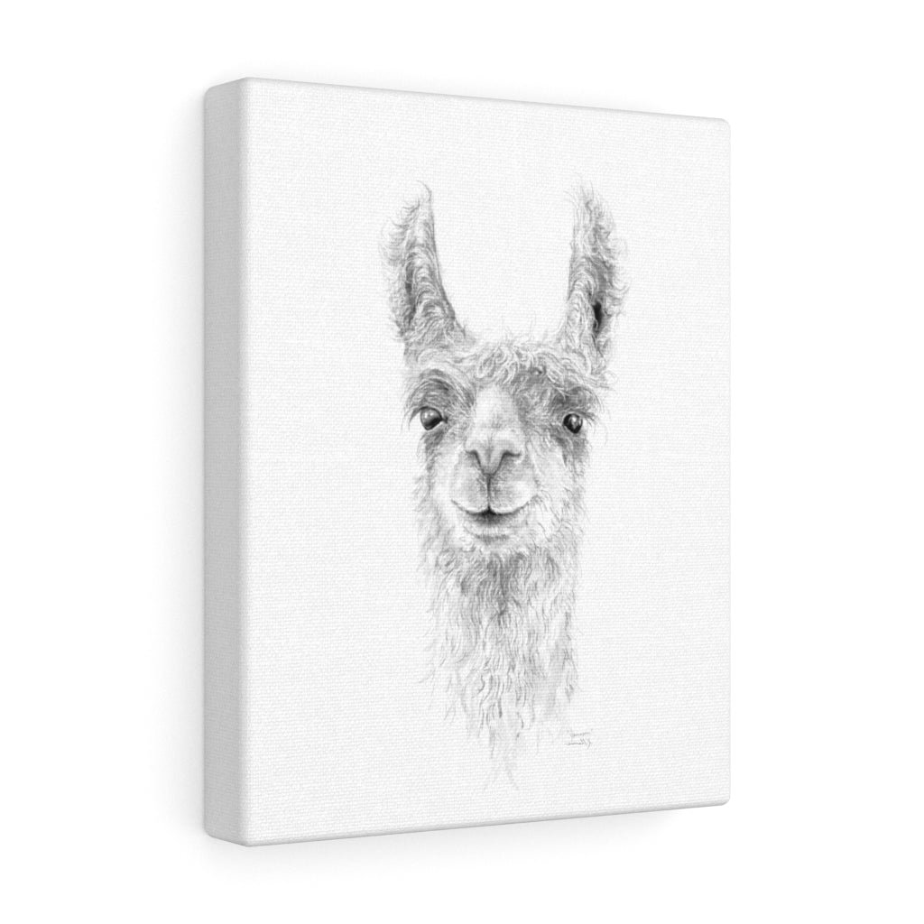 JAMESON Llama - Art Canvas