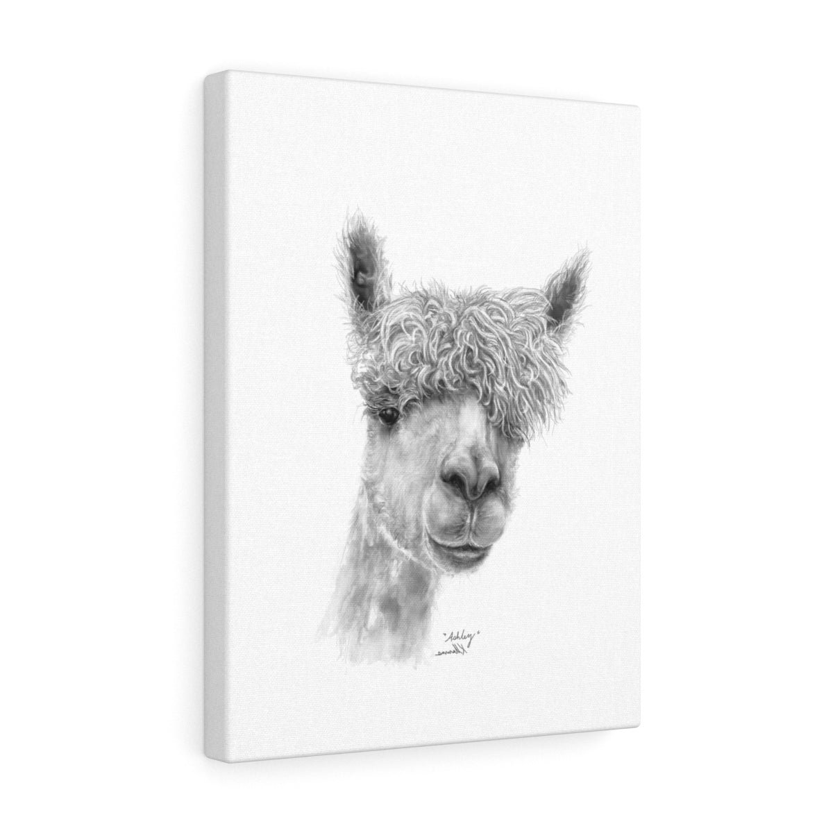 ASHLEY Llama - Art Canvas