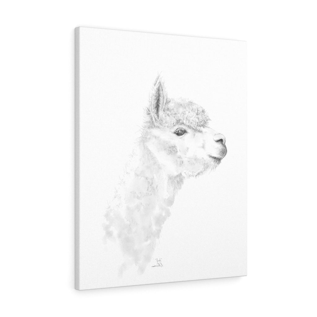 JOSH Llama - Art Canvas