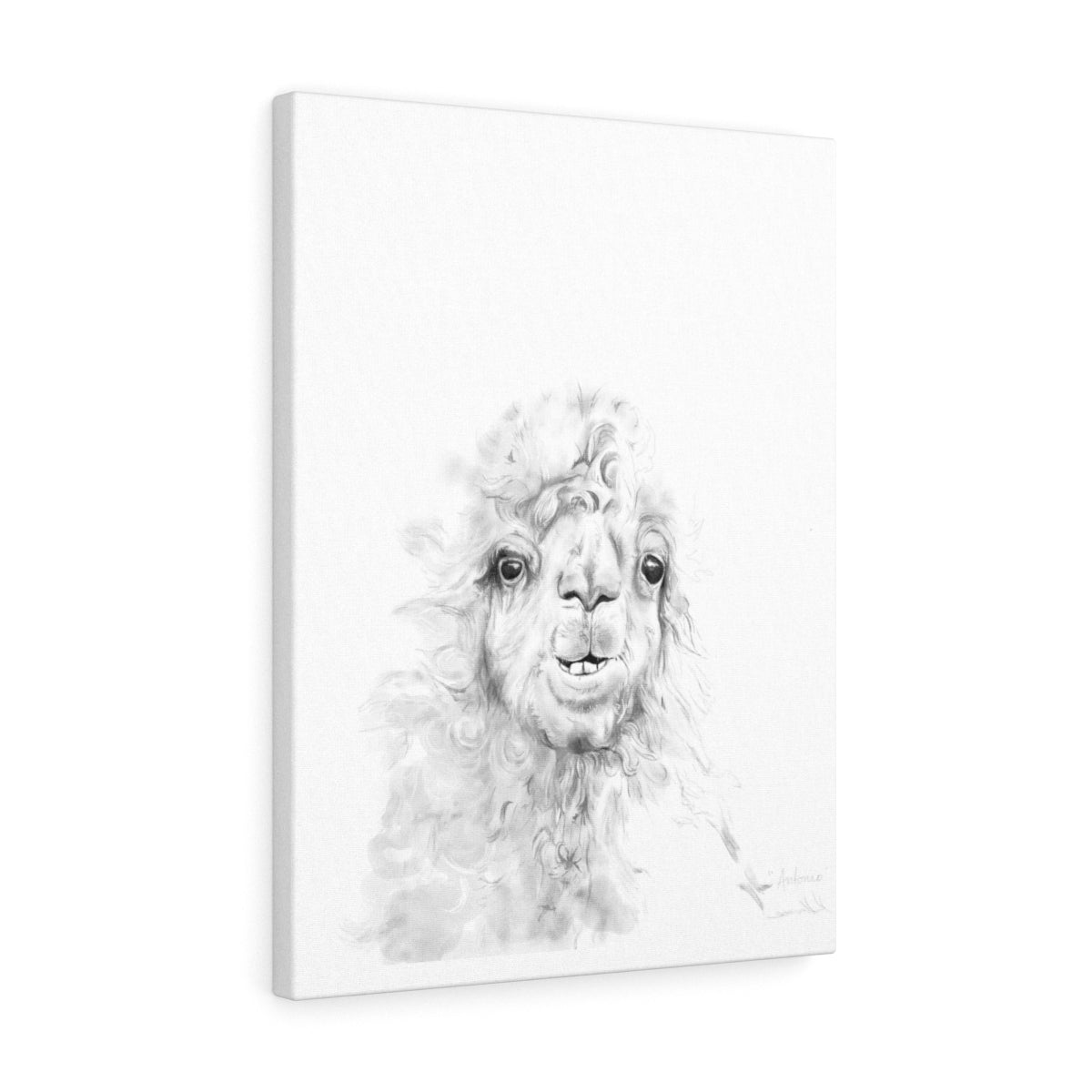 ANTONIO Llama - Art Canvas