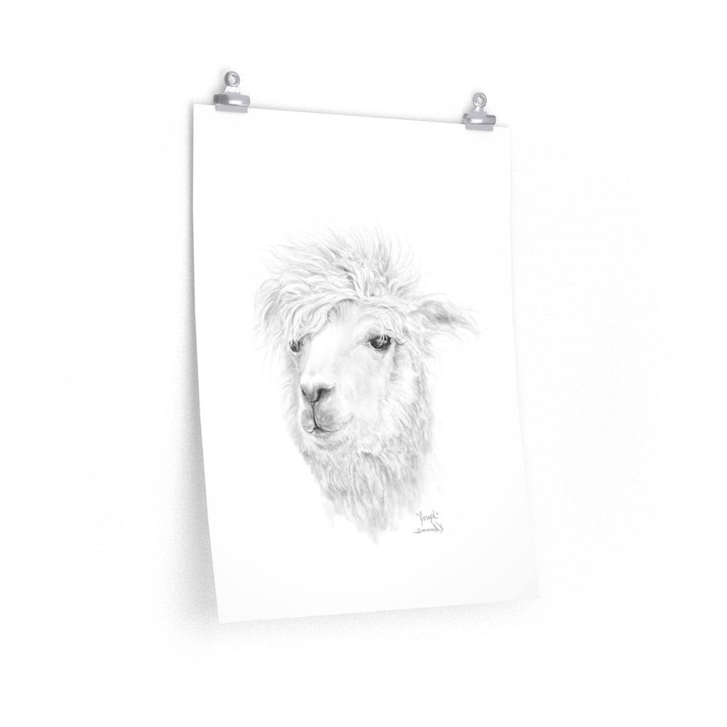 JOSEPH Llama- Art Paper Print