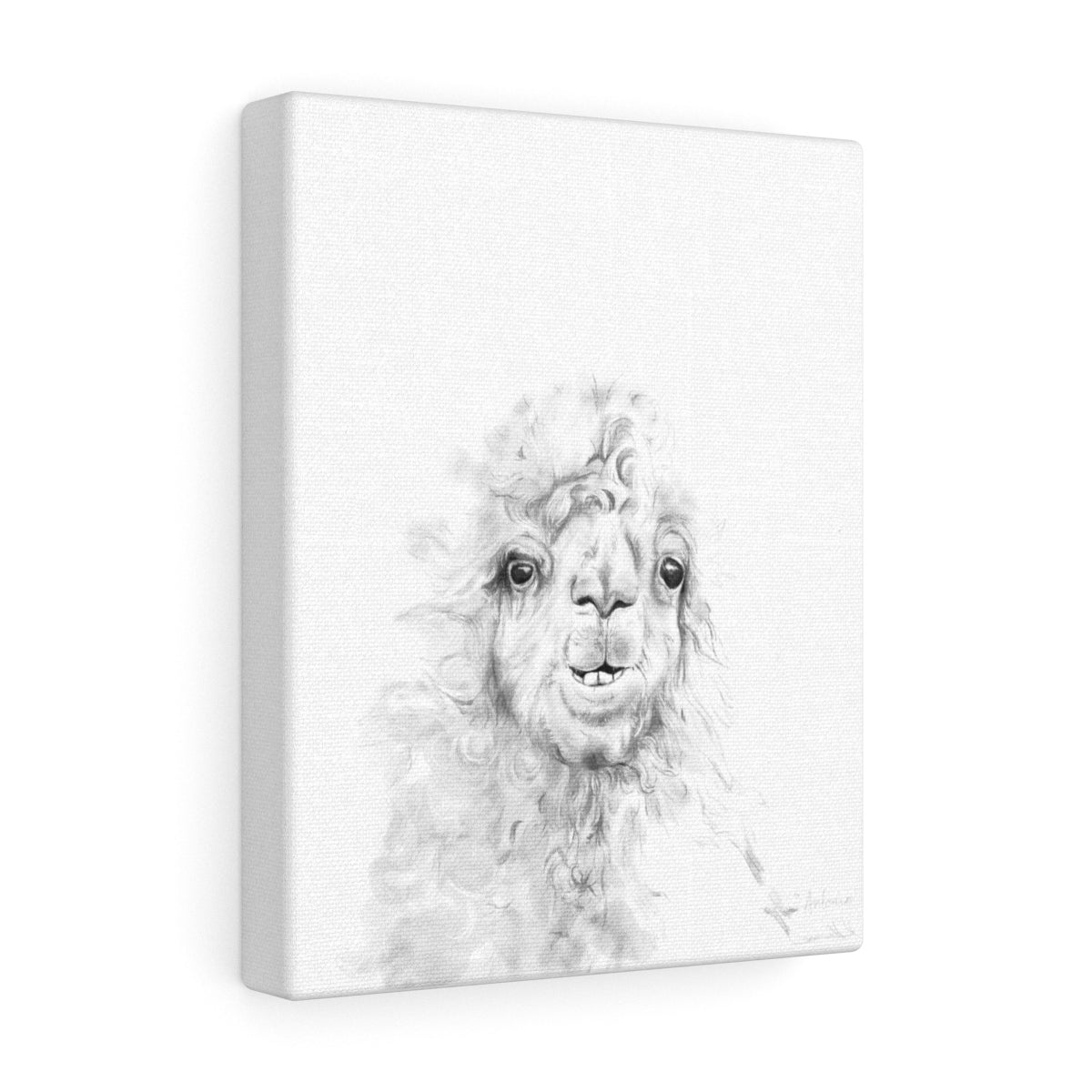 ANTONIO Llama - Art Canvas