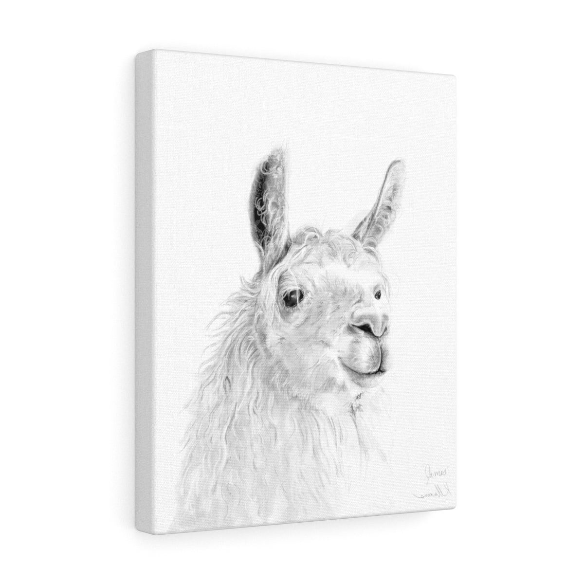 JAMES Llama - Art Canvas