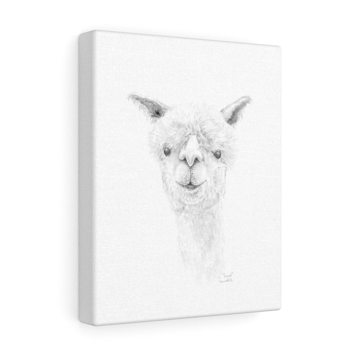 JARED Llama - Art Canvas