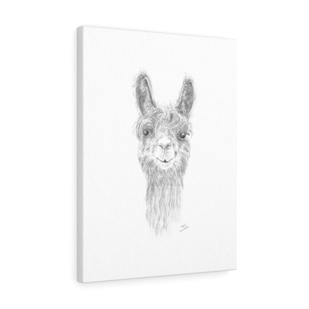 PAYTON Llama - Art Canvas