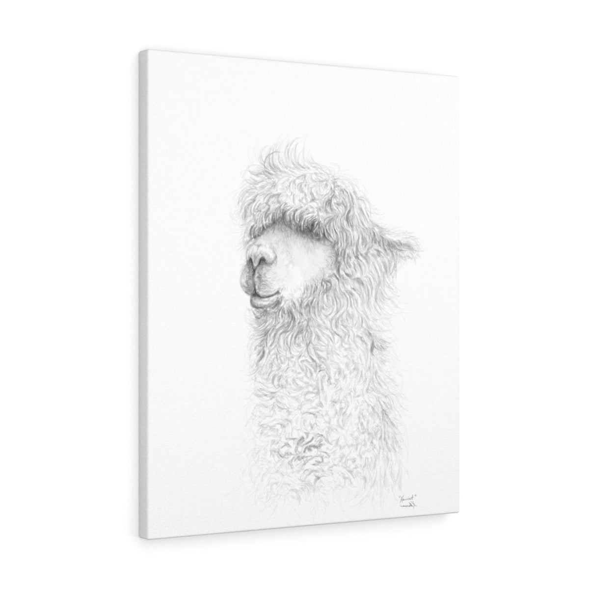 HARRIET Llama - Art Canvas