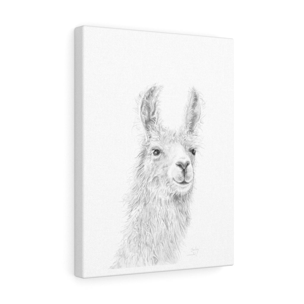BAILEY Llama - Art Canvas