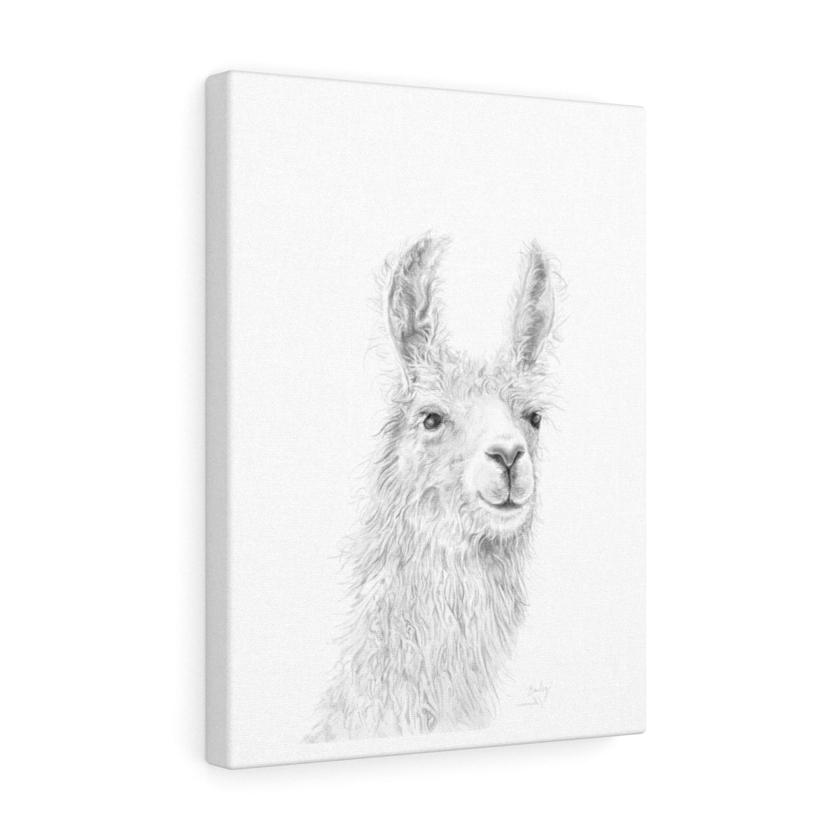 BAILEY Llama - Art Canvas