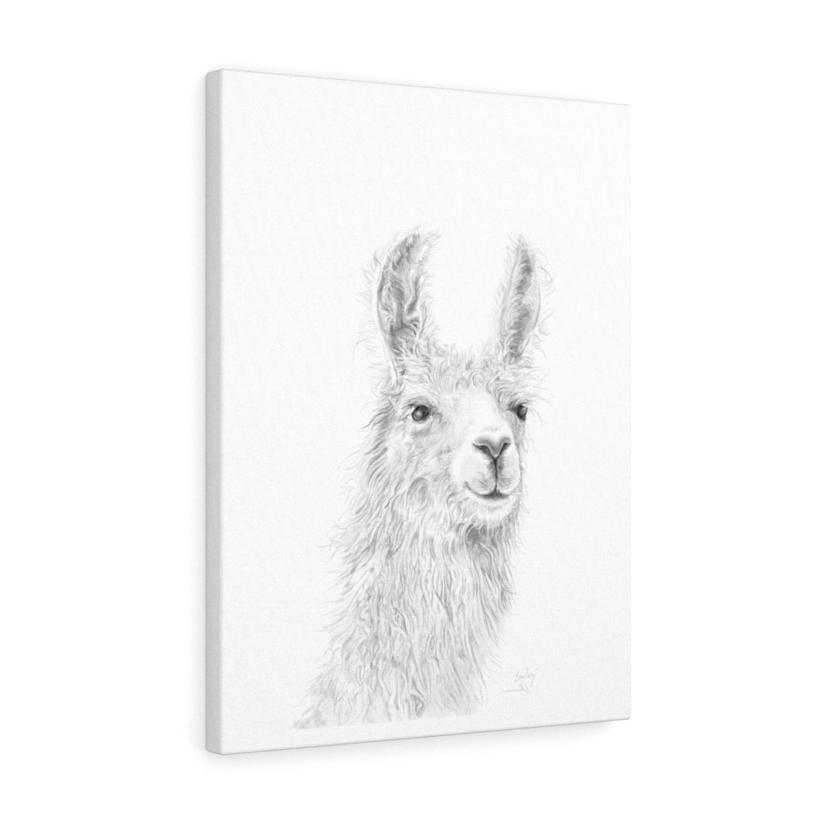 BAILEY Llama - Art Canvas