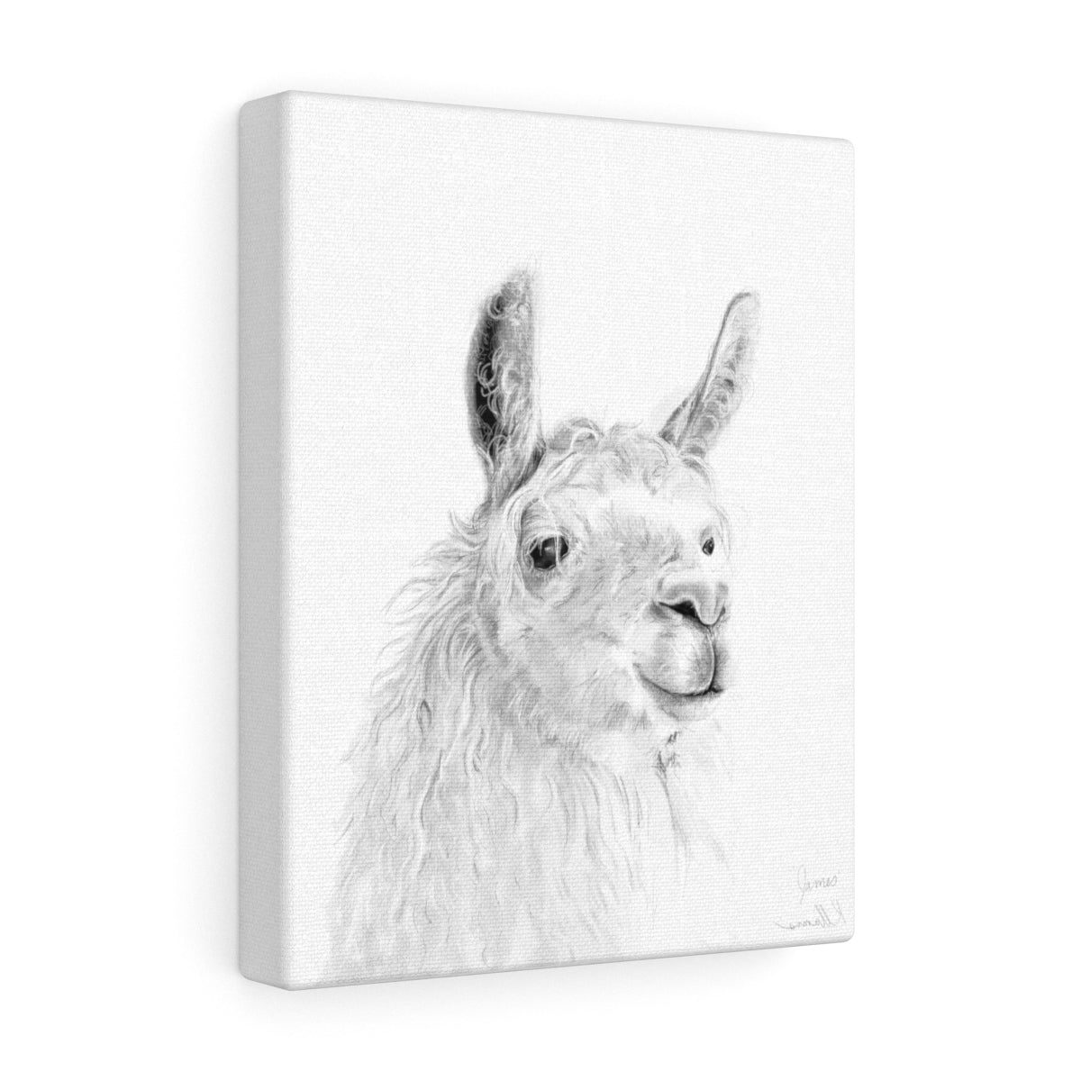 JAMES Llama - Art Canvas