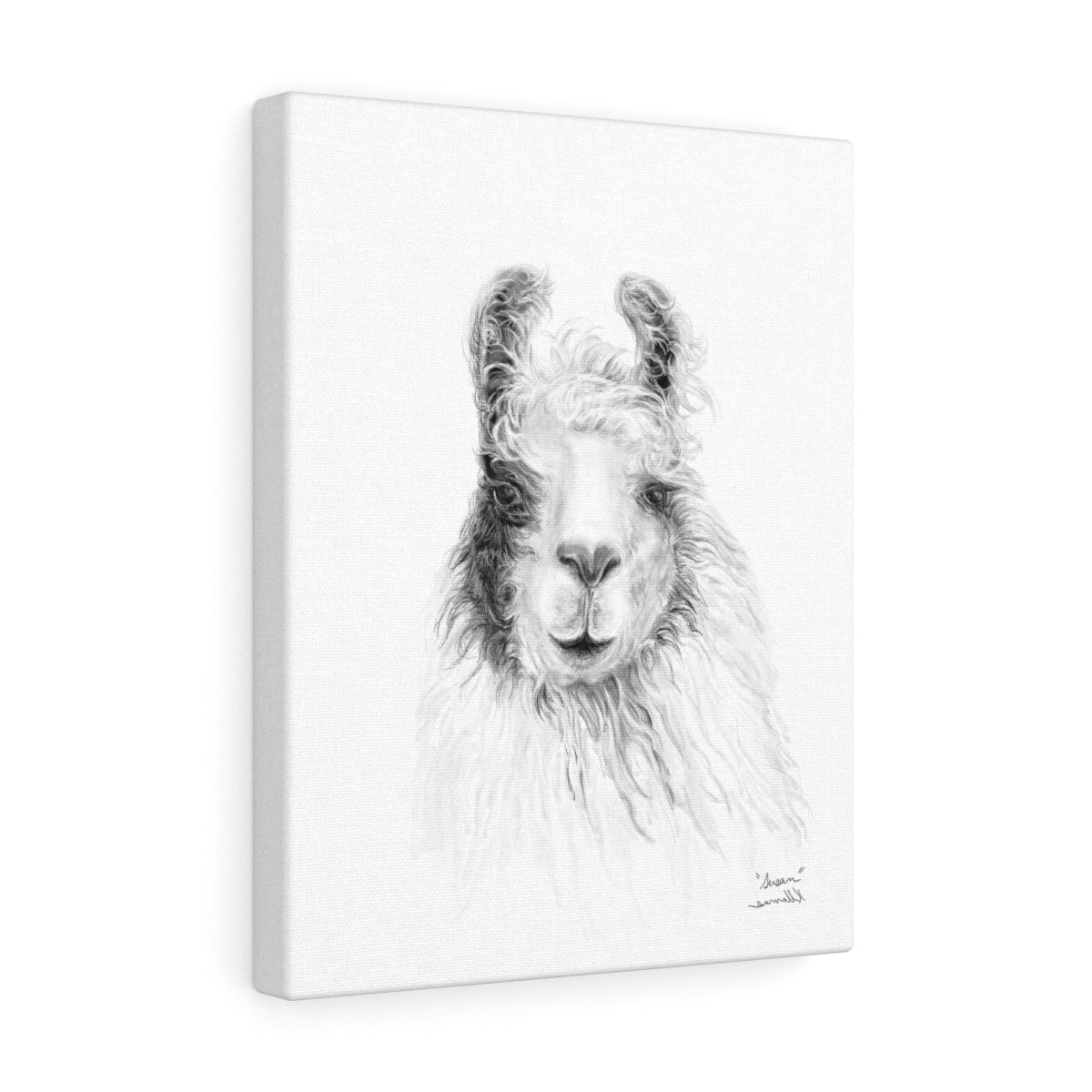 SUSAN Llama - Art Canvas