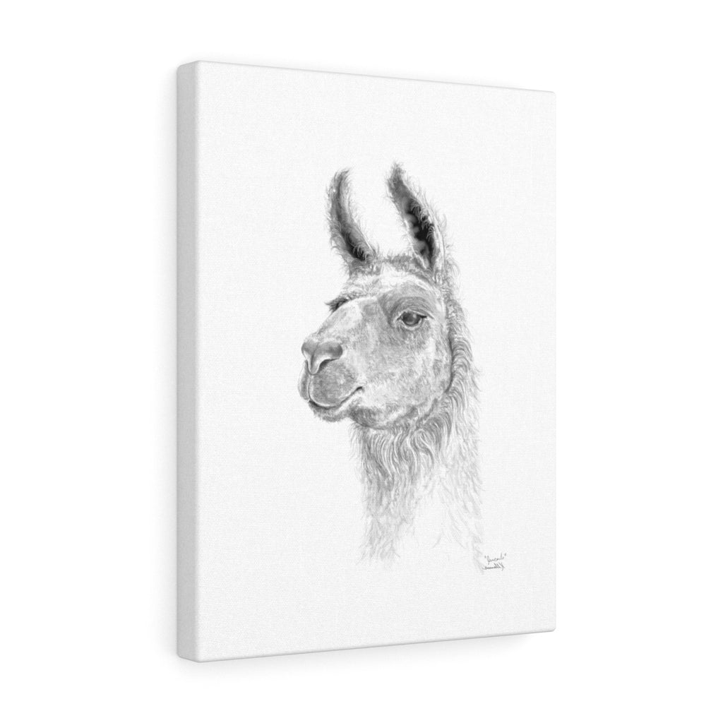 JAN CARLO Llama - Art Canvas