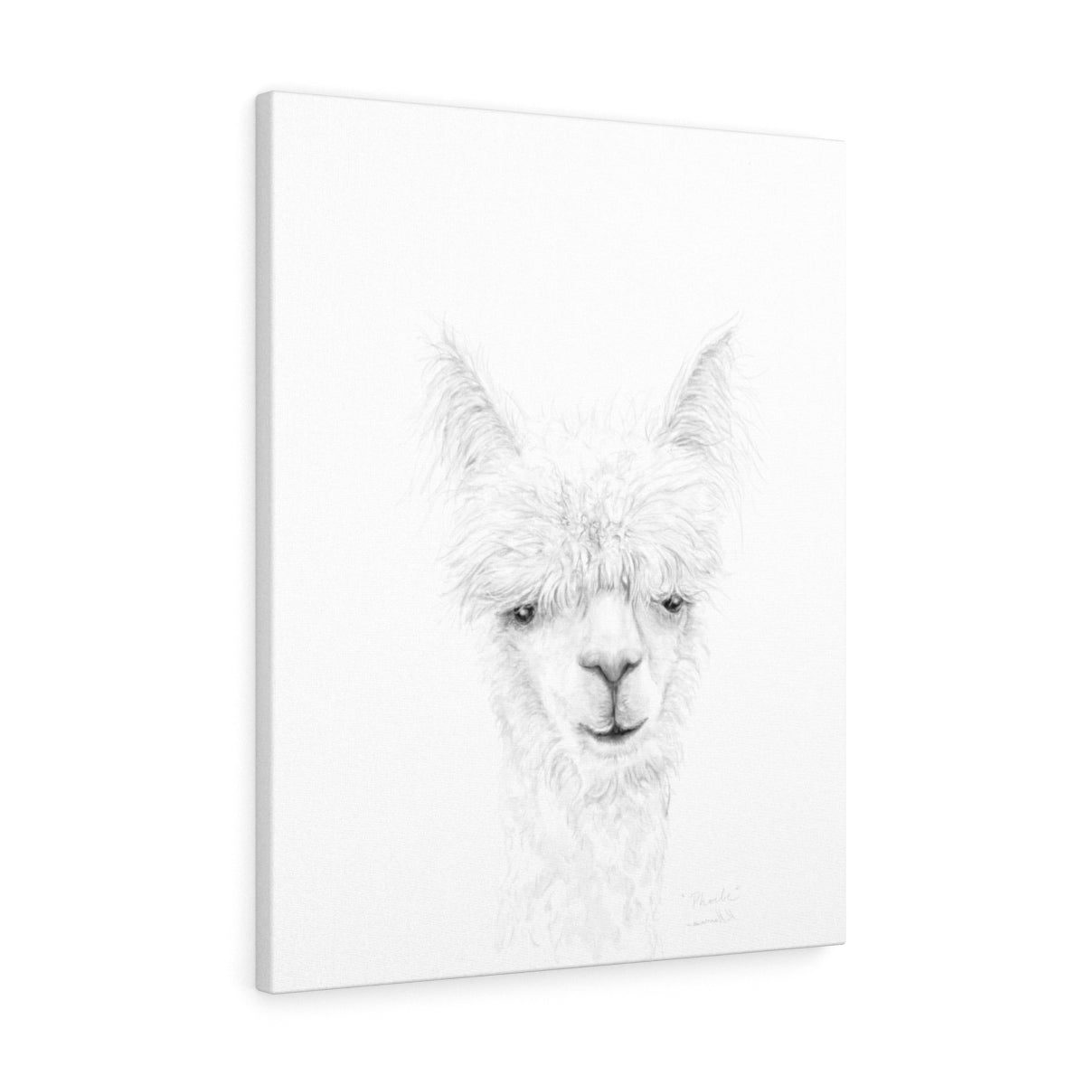 PHOEBE Llama - Art Canvas