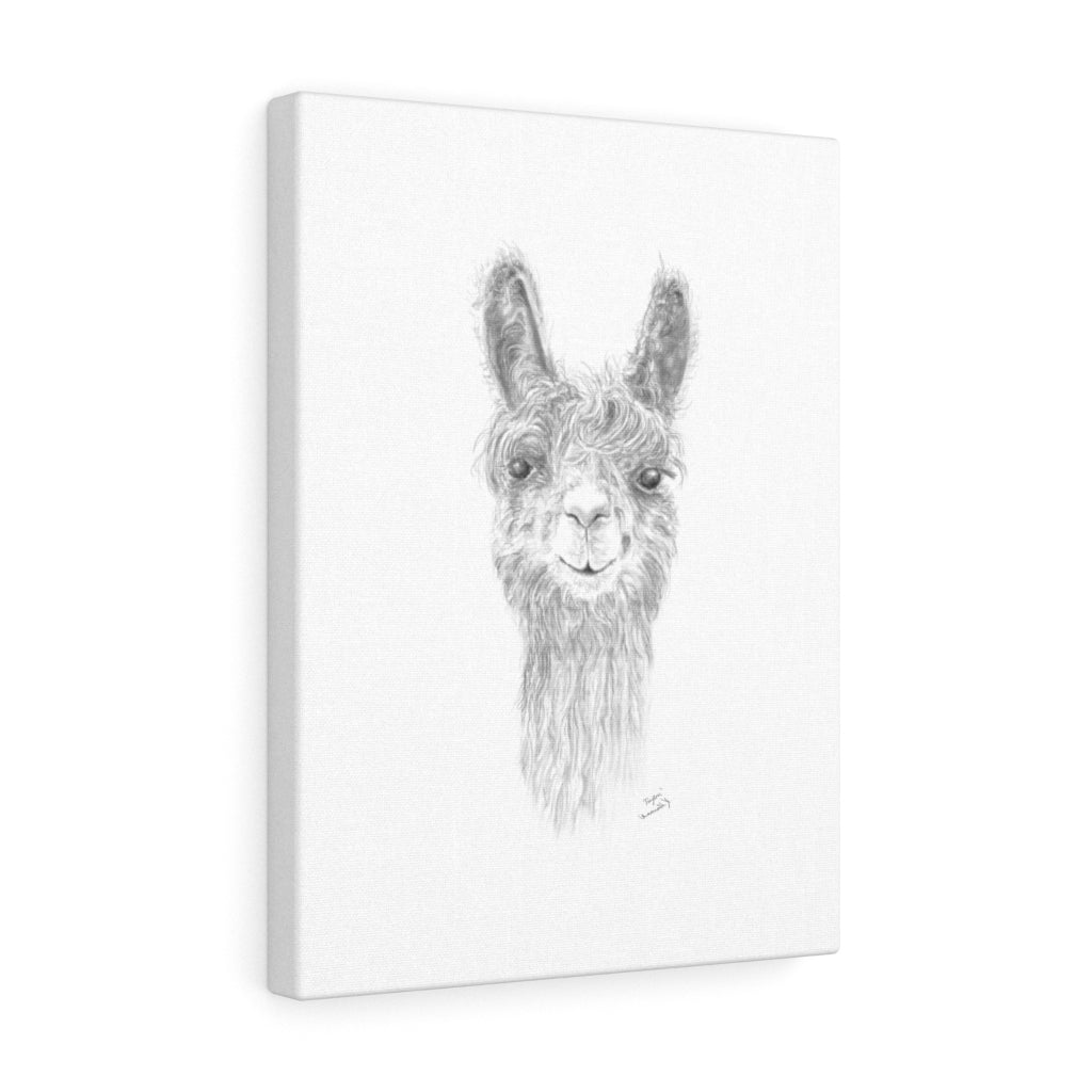 PAYTON Llama - Art Canvas