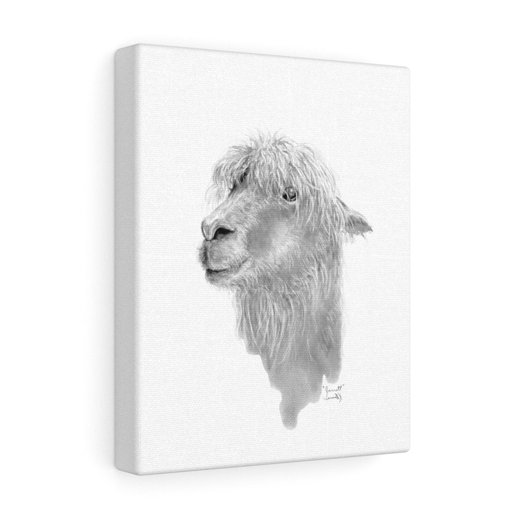 JARRETT Llama - Art Canvas