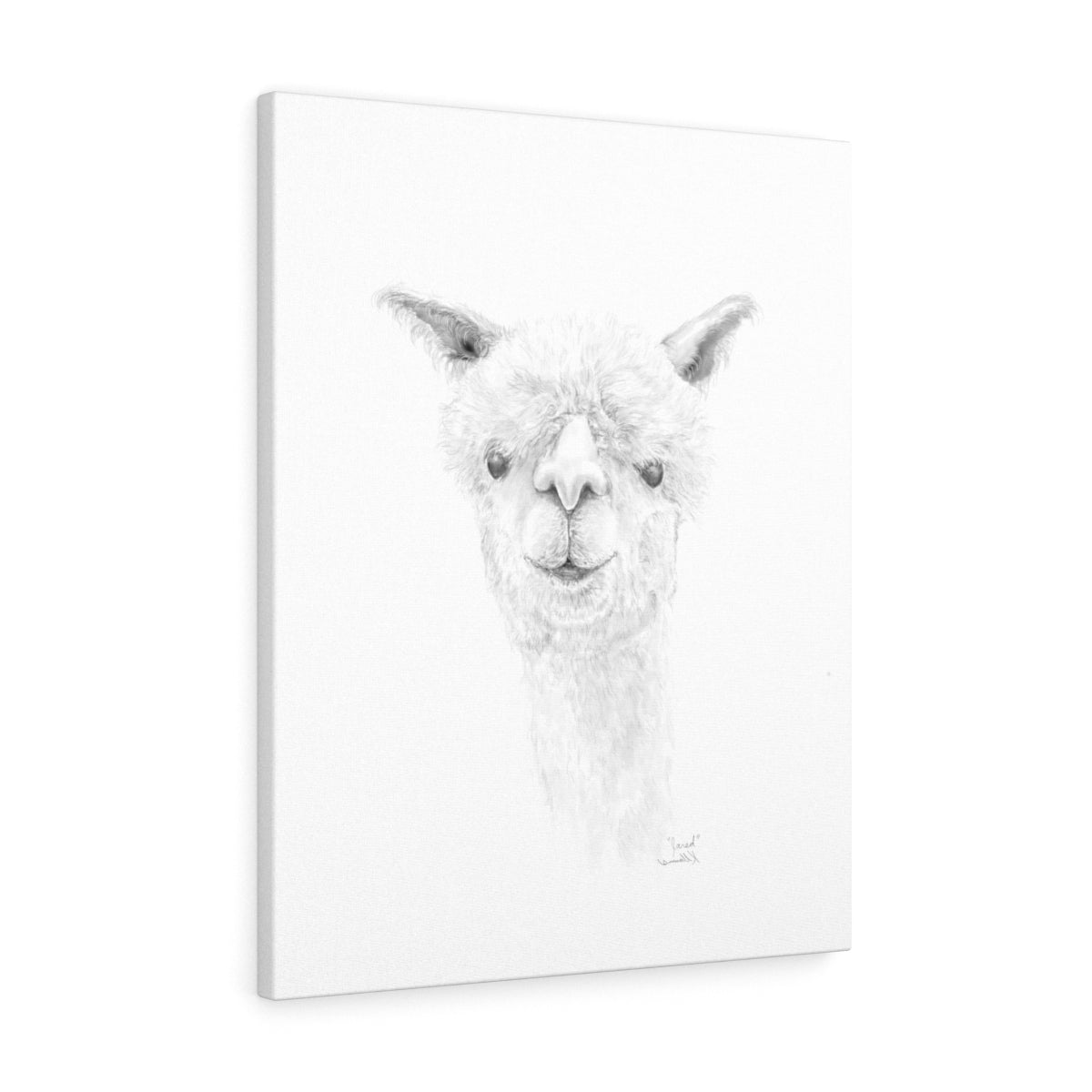 JARED Llama - Art Canvas