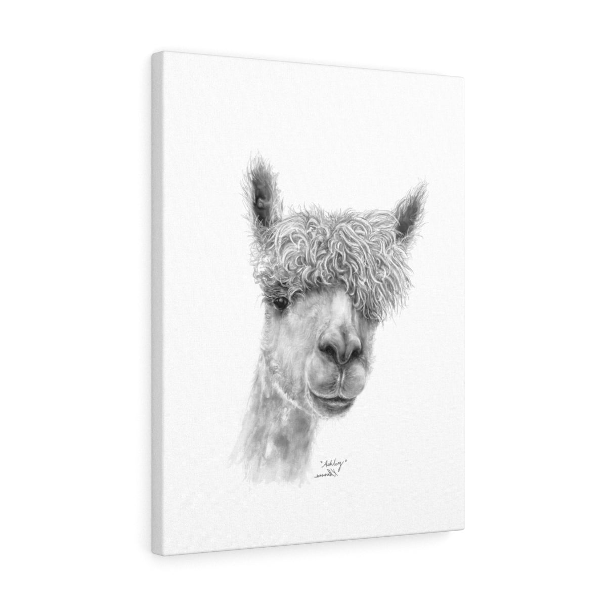 ASHLEY Llama - Art Canvas