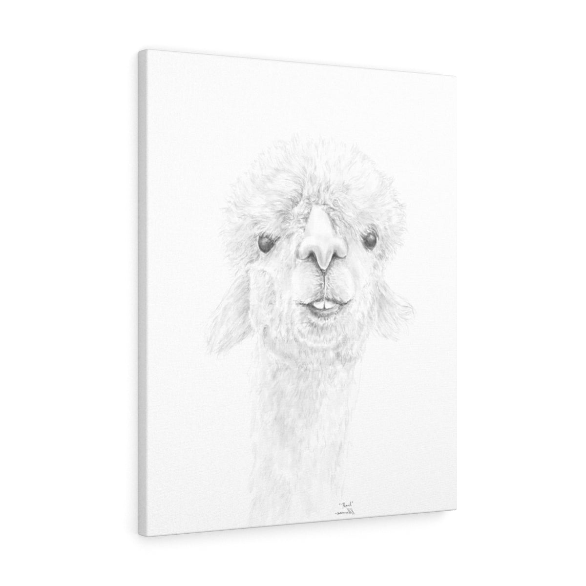 PEARL Llama - Art Canvas