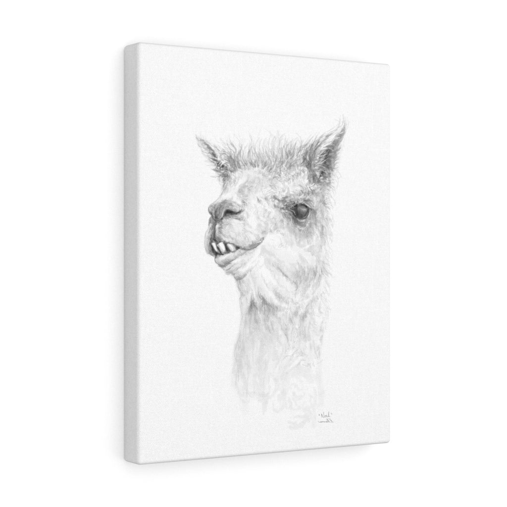 NOAH Llama - Art Canvas