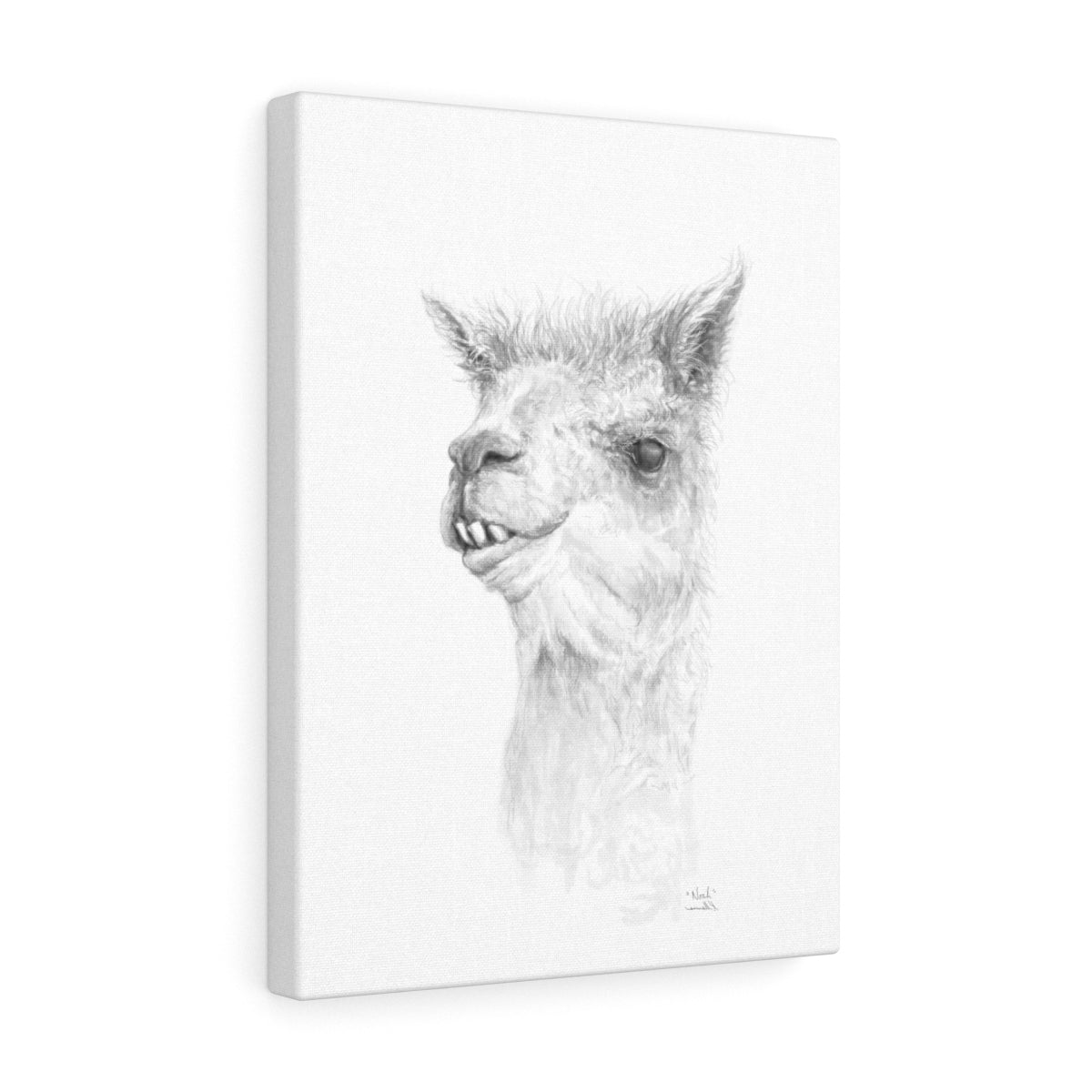 NOAH Llama - Art Canvas