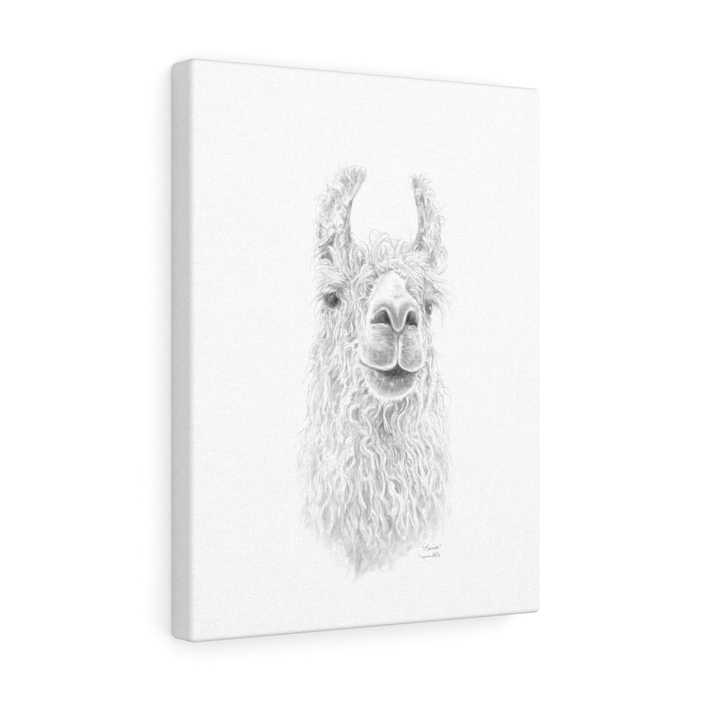 MARISA Llama - Art Canvas