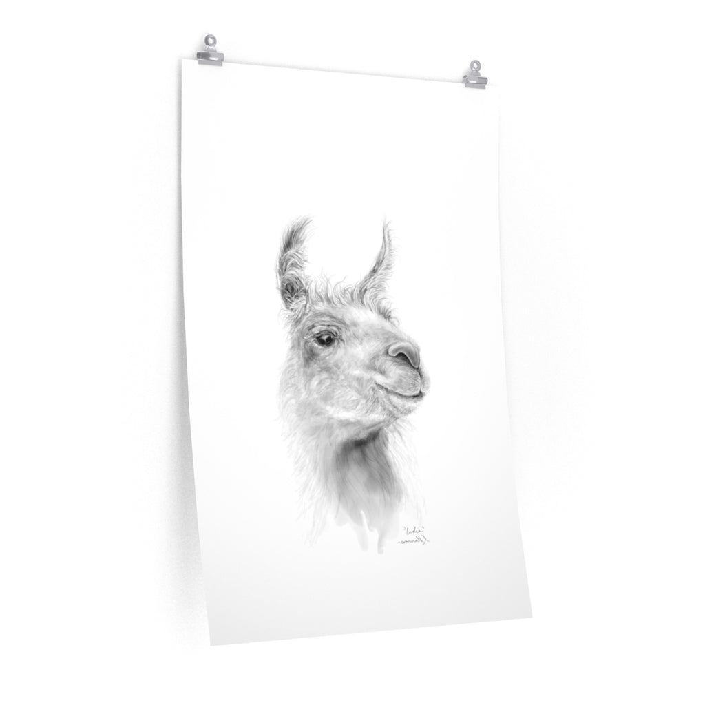 INDIA Llama- Art Paper Print