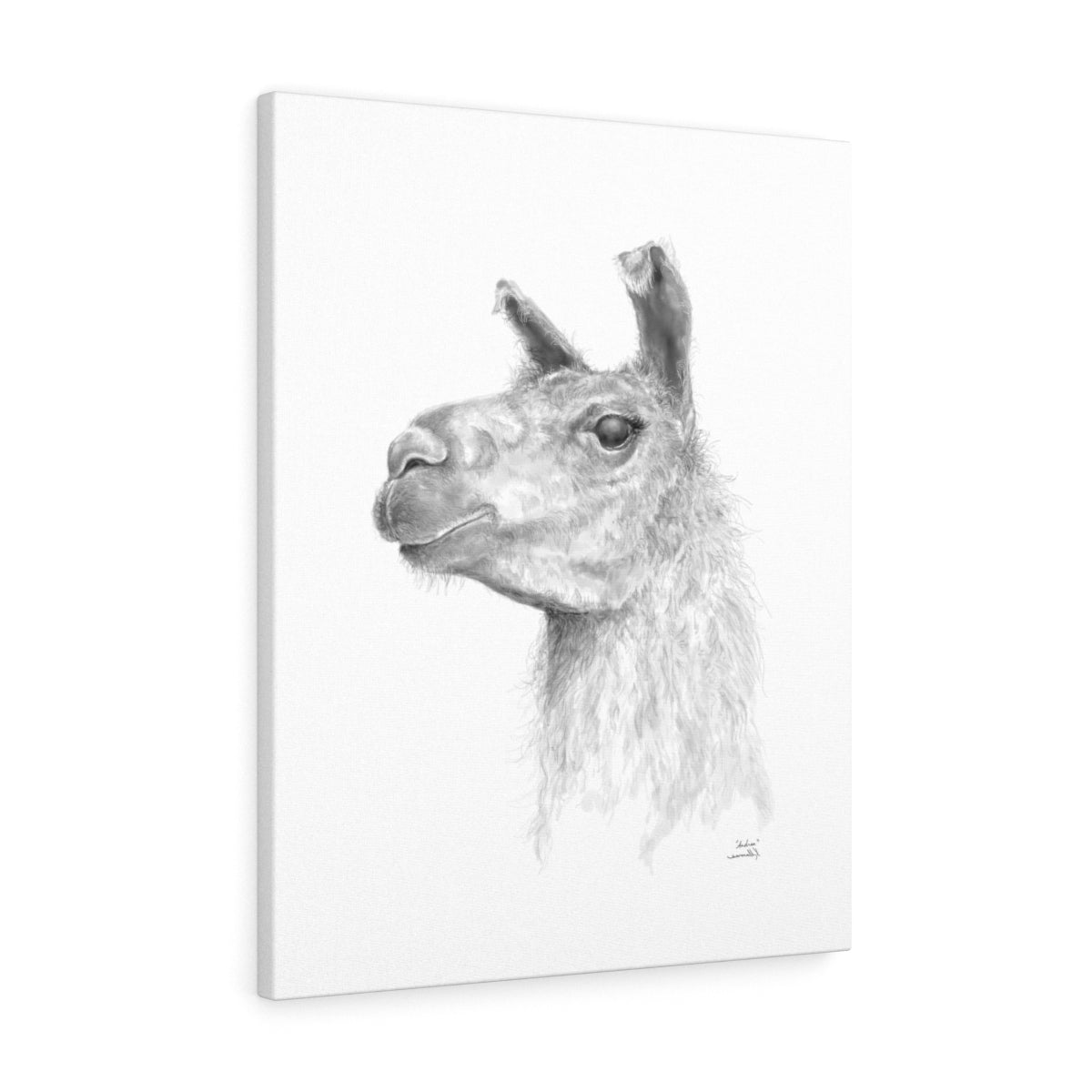 ANDREA Llama - Art Canvas