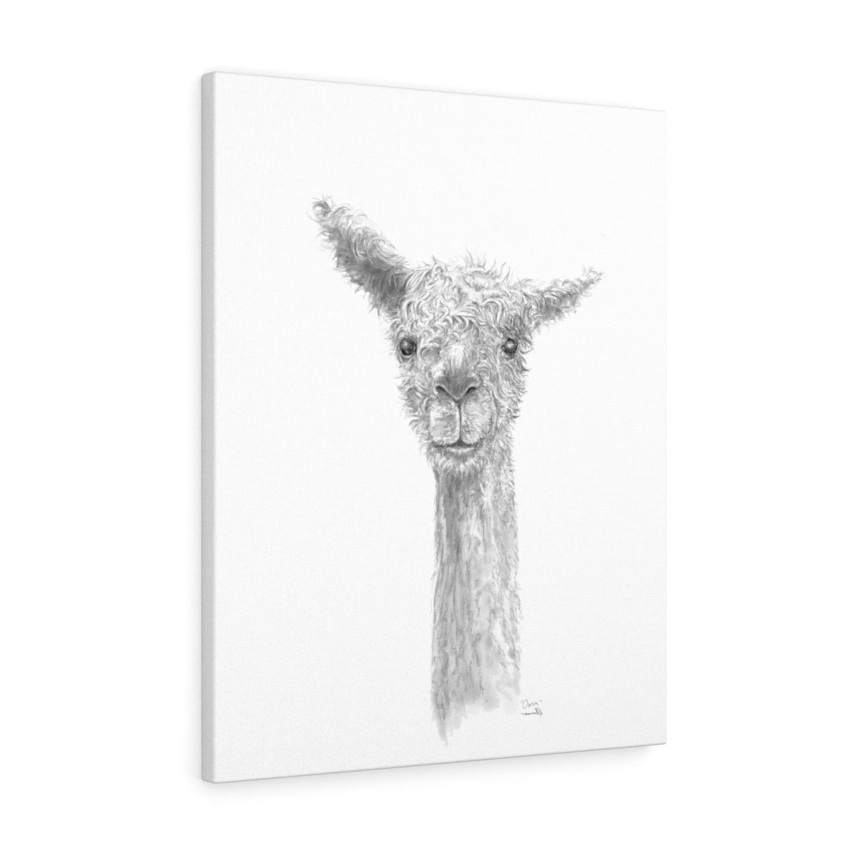 OWEN Llama - Art Canvas