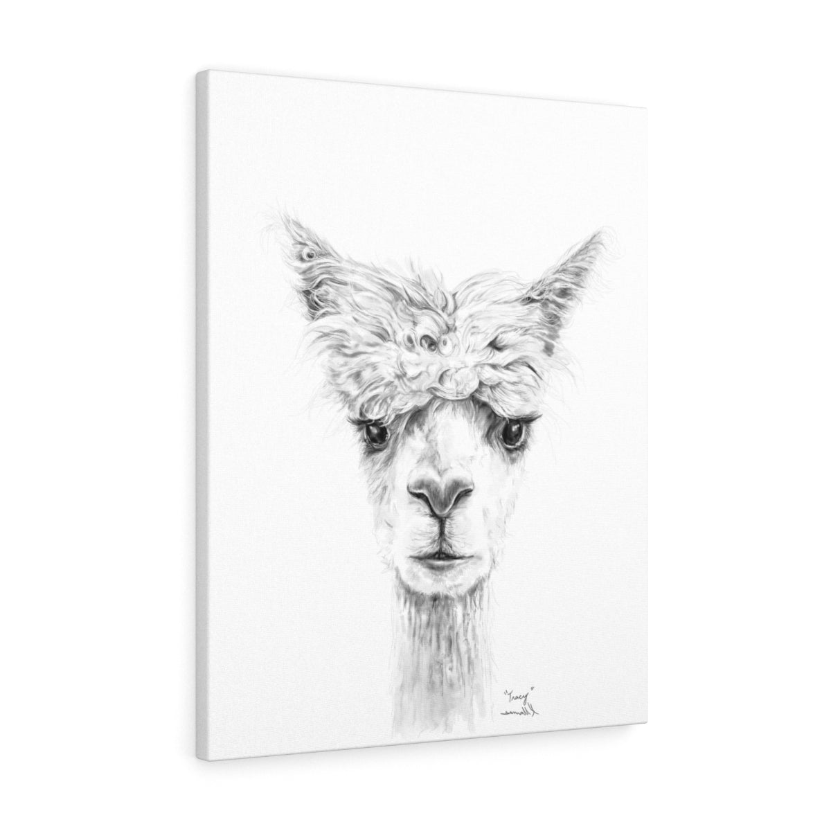 TRACY Llama - Art Canvas