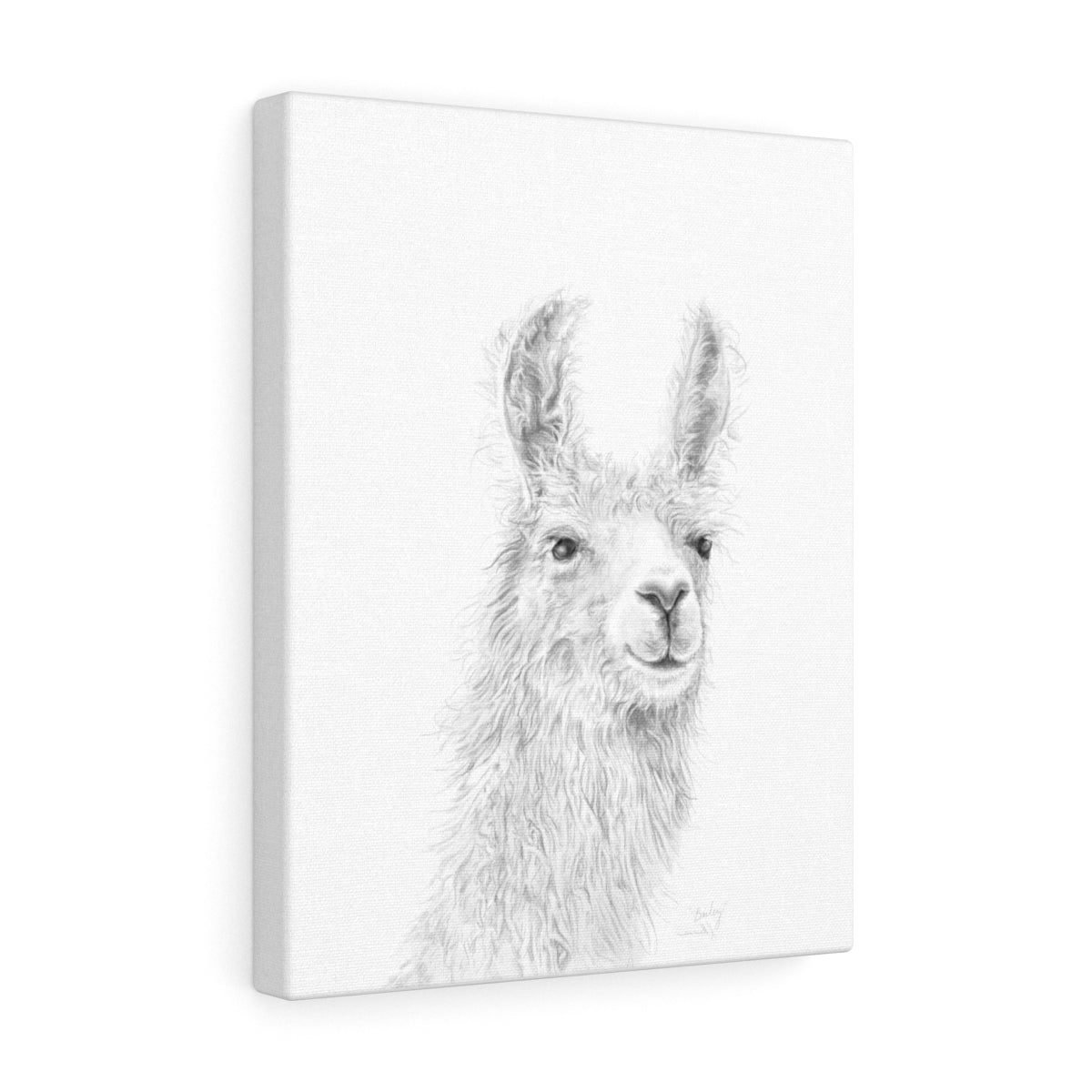 BAILEY Llama - Art Canvas