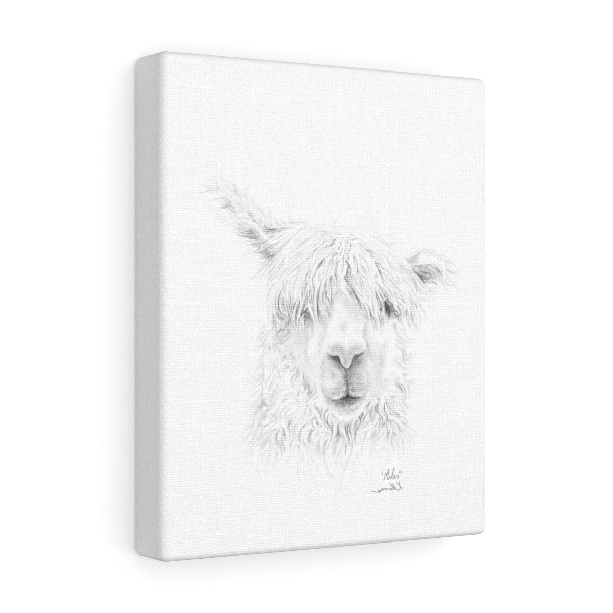MILES Llama - Art Canvas