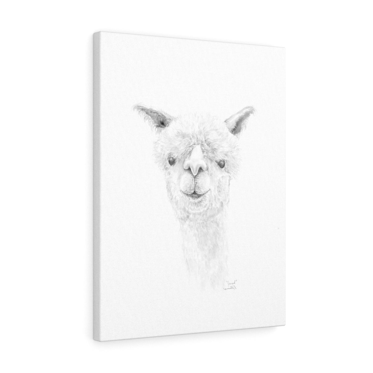 JARED Llama - Art Canvas
