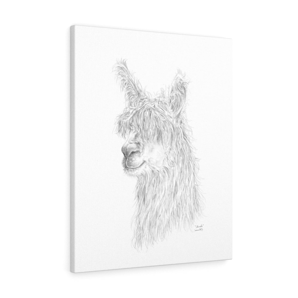 SHONDA Llama - Art Canvas