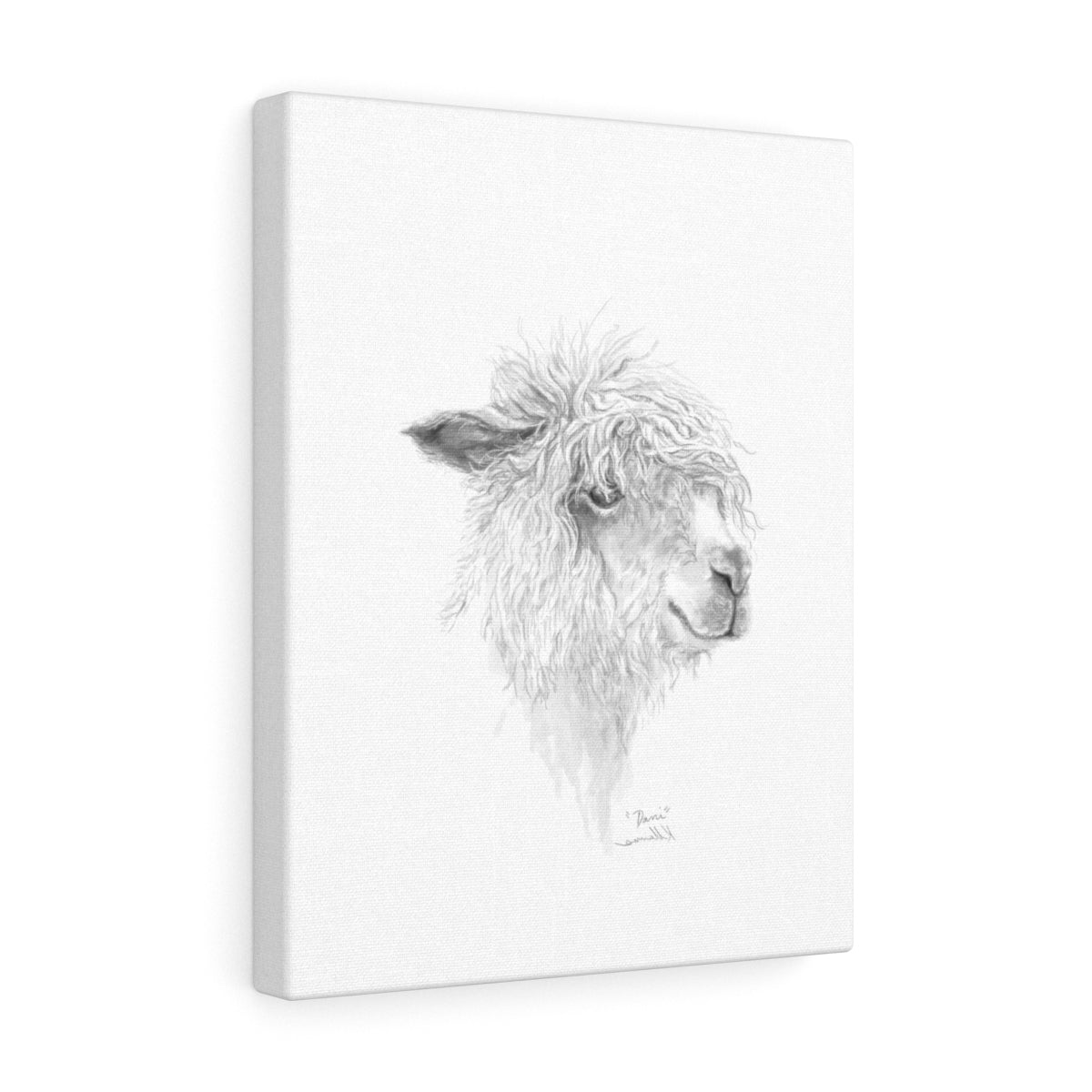 DANI Llama - Art Canvas