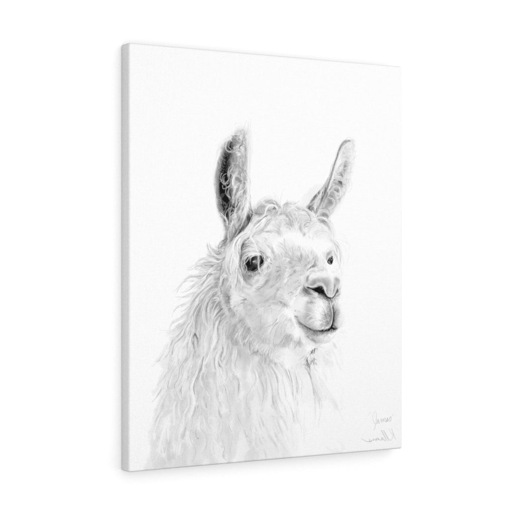 JAMES Llama - Art Canvas