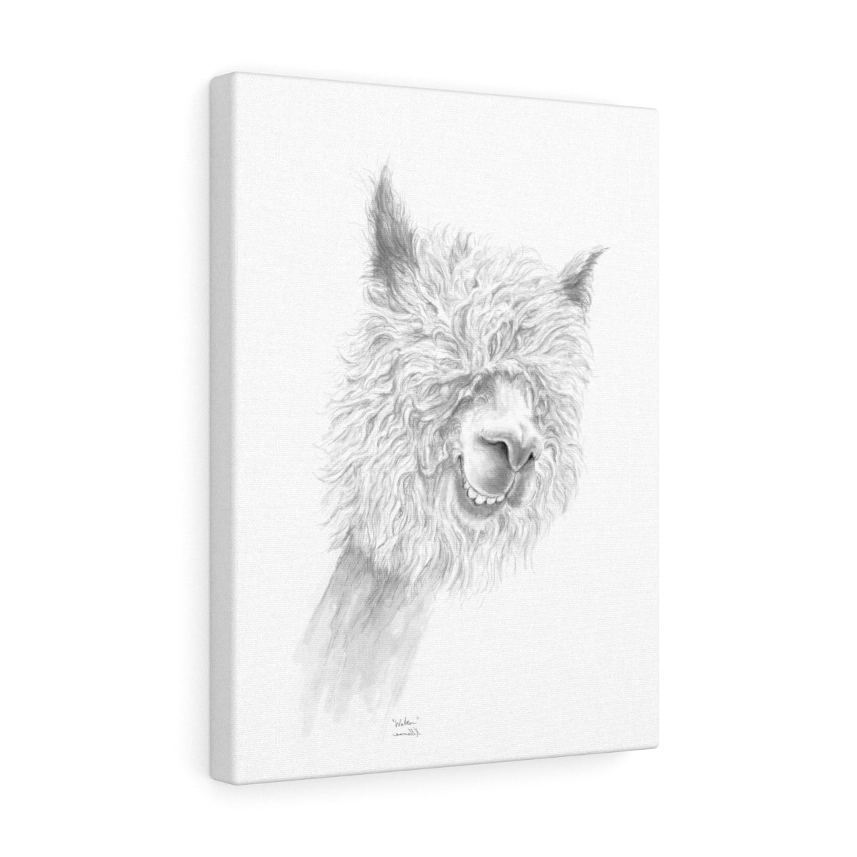 WALTER Llama - Art Canvas