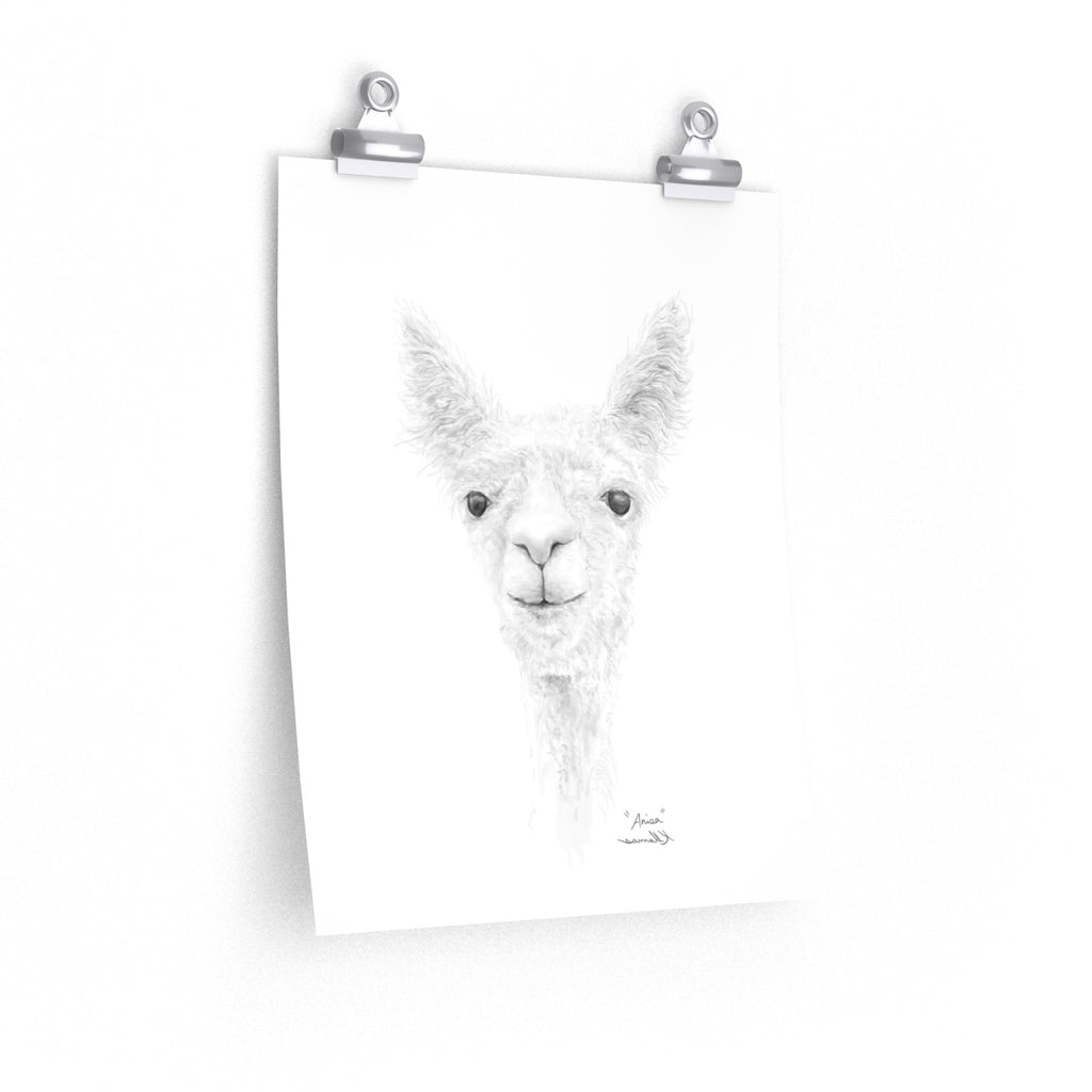 ANISA Llama- Art Paper Print