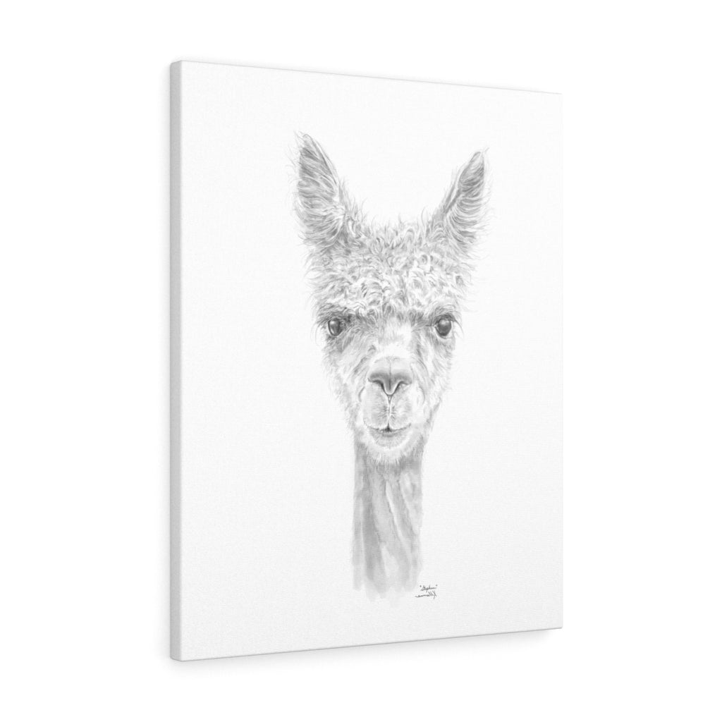 STEPHEN Llama - Art Canvas