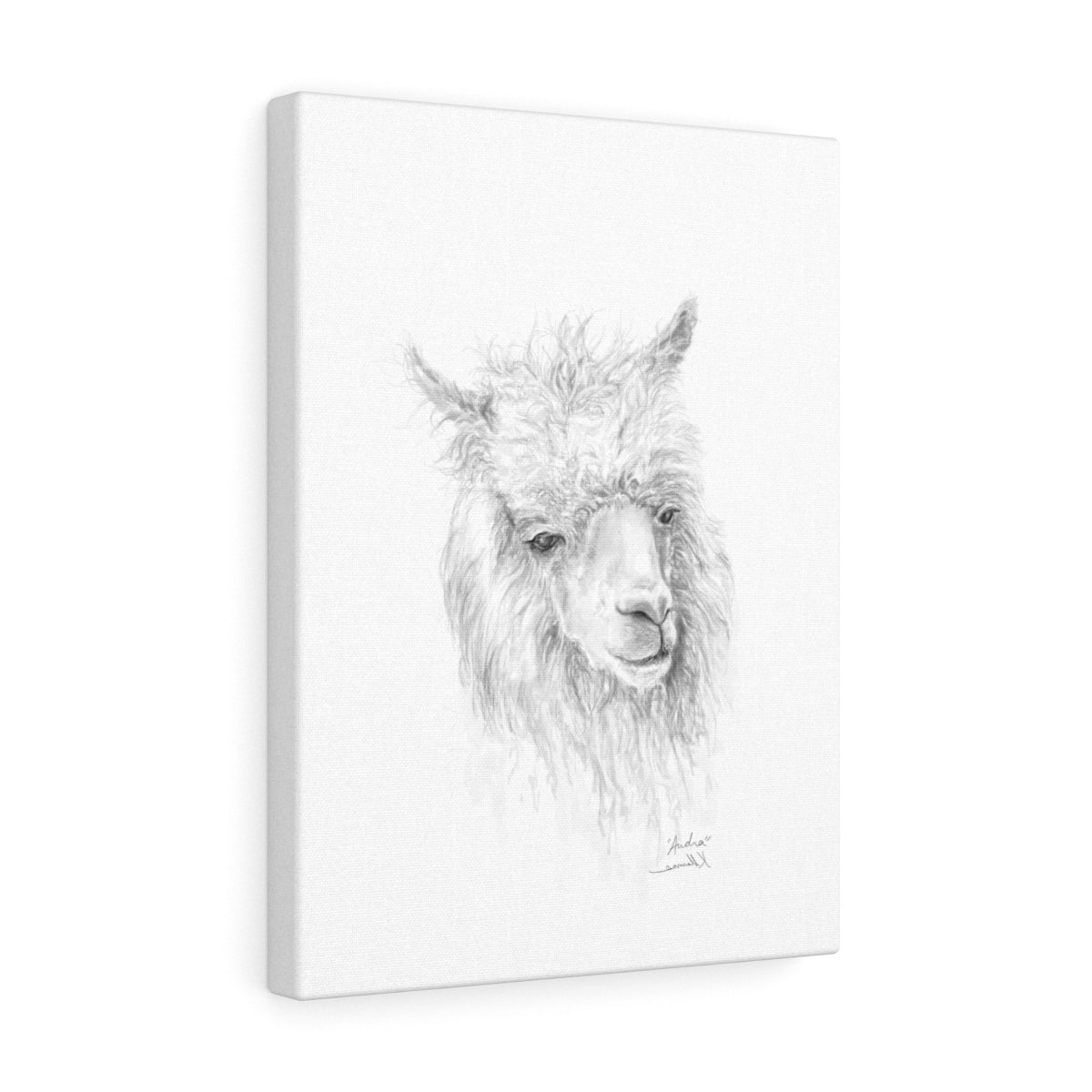 AUDRA Llama - Art Canvas